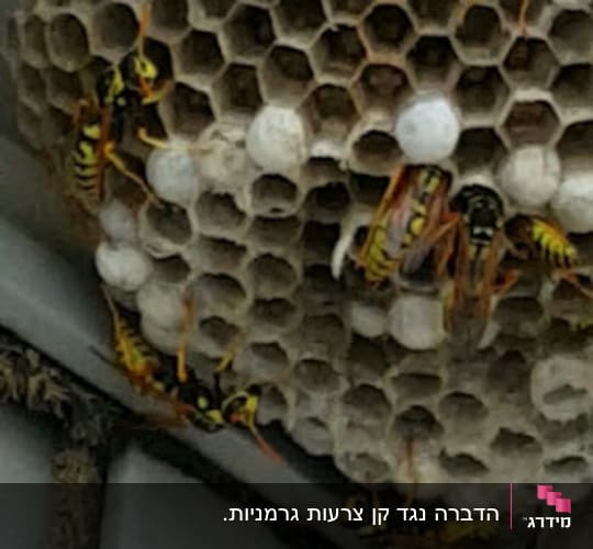 קבוצת צרעות על קן דבורים בתקרת מבנה